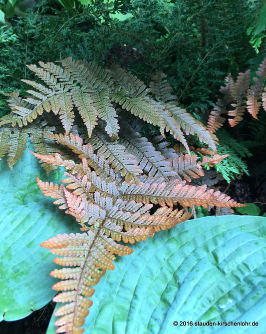 Dryopteris koidzumiana