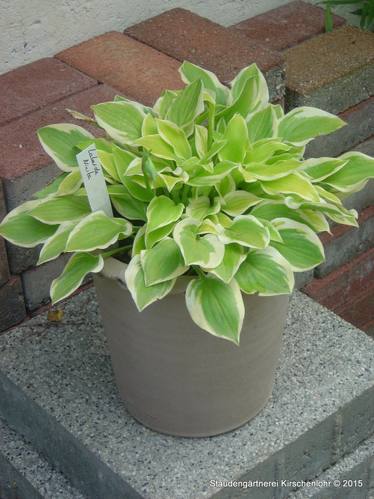 Hosta 'Lakeside Ninita'
