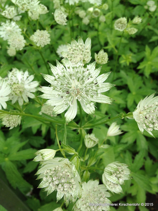 Astrantia major 'Superstar' ® ('White Giant')