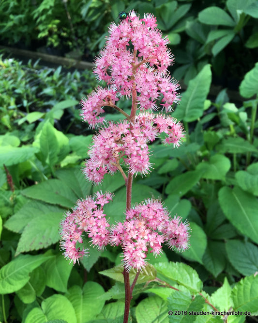 Rodgersia 'Dark Pokers' ®