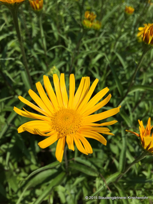 Buphthalmum salicifolium