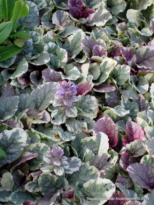 Ajuga reptans 'Burgundy Glow'