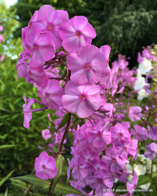 Phlox maculata 'Rosalinde'