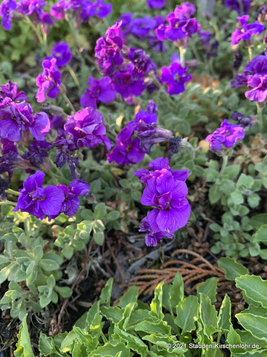 Aubrieta 'Sauerland'