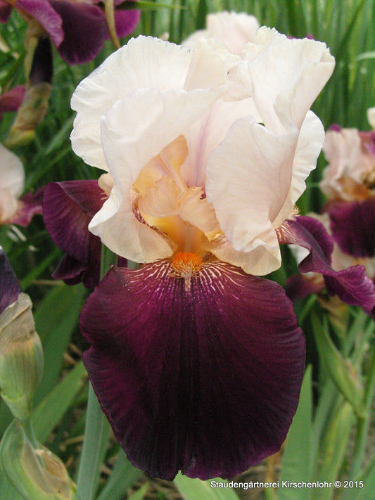 Iris barbata-elatior 'Roman Rythm'