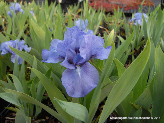 Iris barbata-nana 'Rain Dance'