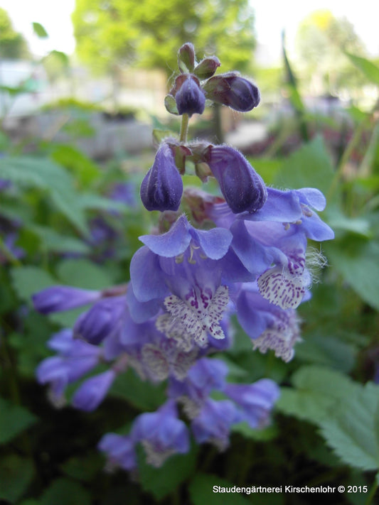 Meehania urticifolia 'Japanblau'