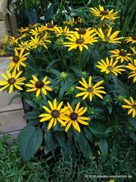 Rudbeckia laciniata var. laciniata 'Goldquelle'