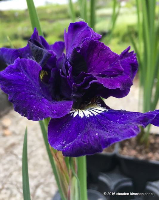 Iris sibirica 'Kaboom'