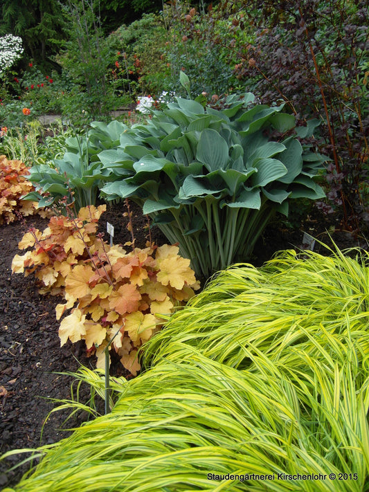 Hosta 'Krossa Regal'