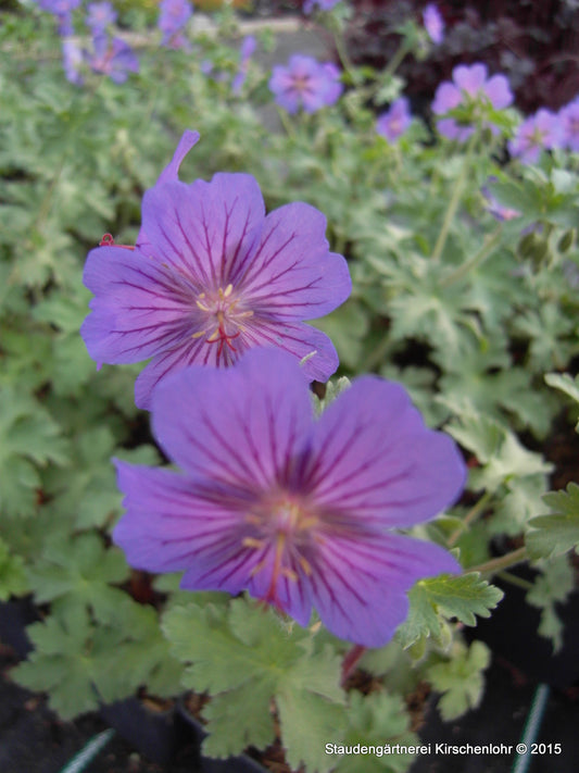 Geranium 'Sabani Blue' ®