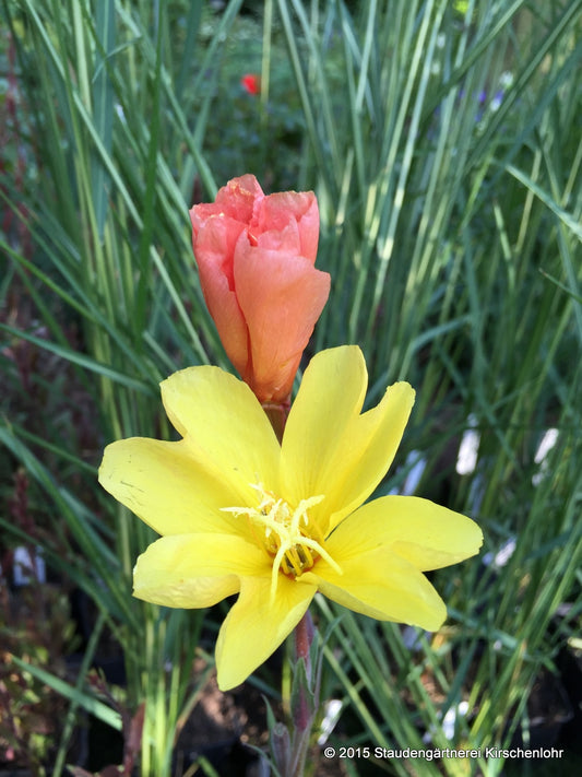 Oenothera longifolia 'Lemon Sunset'
