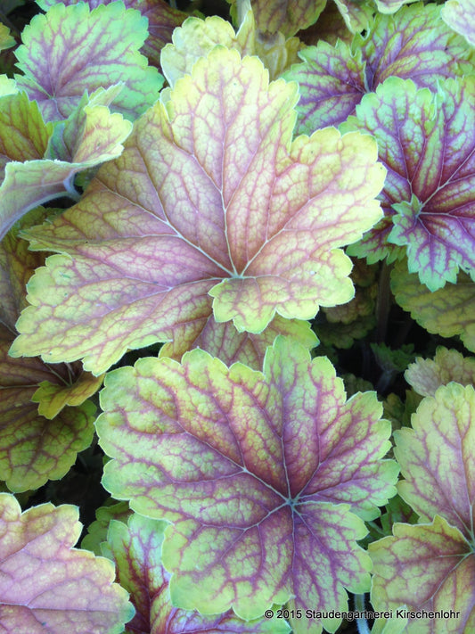 Heuchera 'Delta Dawn' ®