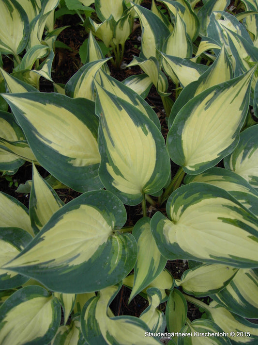 Hosta 'Extasy' ®
