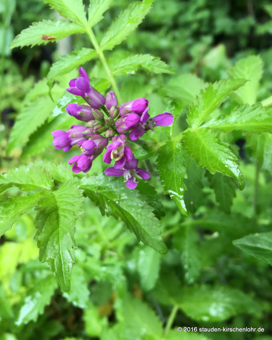 Cardamine macrophylla 'Bright and Bronzy'  NIS
