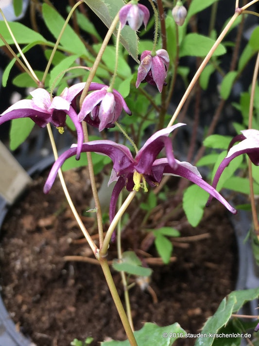 Epimedium x omeiense 'Stormcloud'