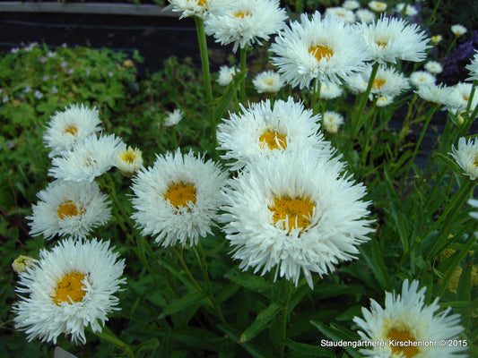 Leucanthemum x superbum 'Becky'
