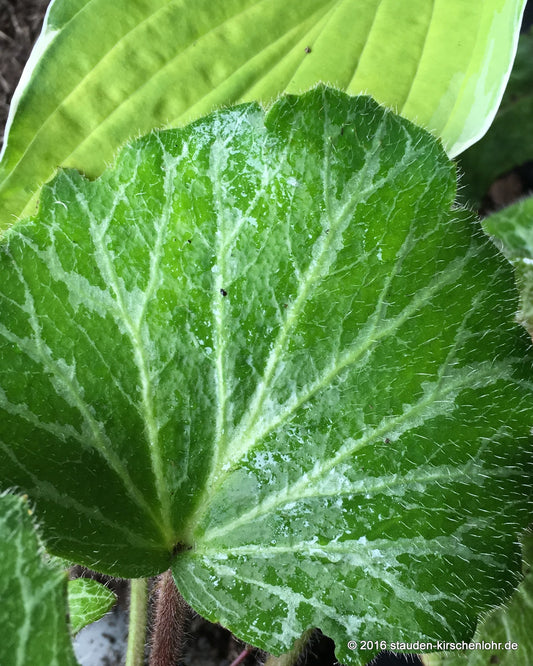 Saxifraga stolonifera 'Nezu Jinja'