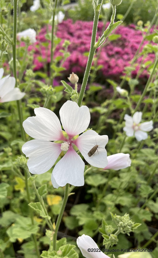 Malva x clementii 'Baby Barnsley' (Lavatera)