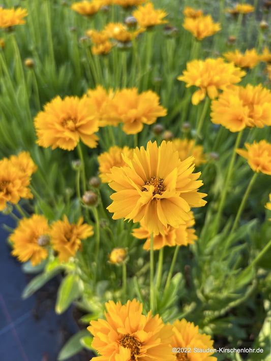 Coreopsis grandiflora 'Early Sunrise'