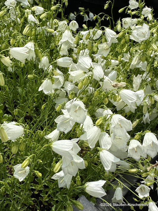 Penstemon hirsutus var. pygmaeus 'Albus'