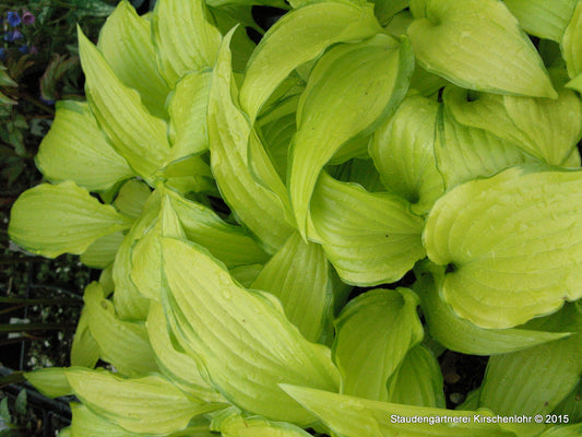 Hosta 'Chinese Sunrise'