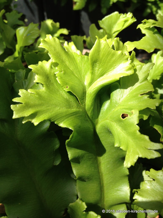 Asplenium scolopendrium 'Furcans'