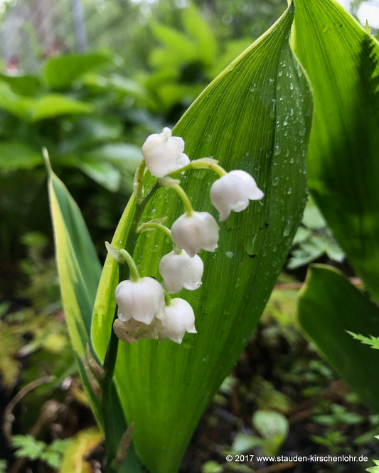 Convallaria majalis 'Hardwick Hall'