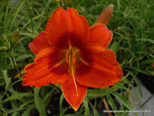 Hemerocallis 'Fife and Drum'