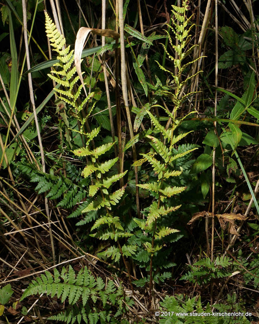 Dryopteris cristata