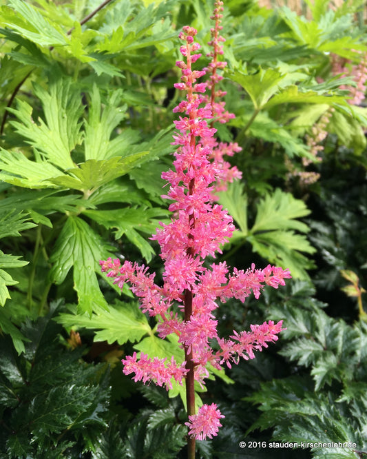 Astilbe x crispa 'Perkeo'