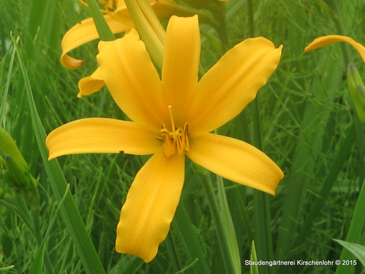 Hemerocallis 'Golden Scepter'
