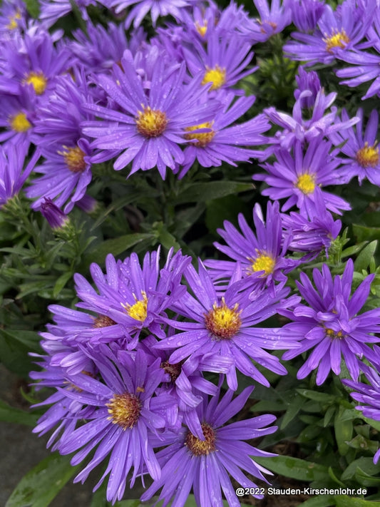 Symphyotrichum dumosum 'Augenweide'