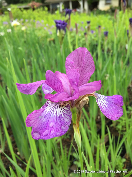 Iris sibirica 'Sparkling Rose'