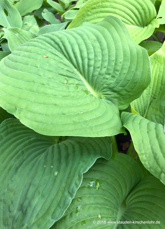 Hosta 'Devon Giant'