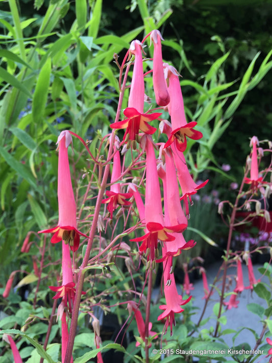 Phygelius x rectus 'African Queen'