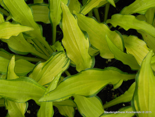 Hosta 'Kabitan'