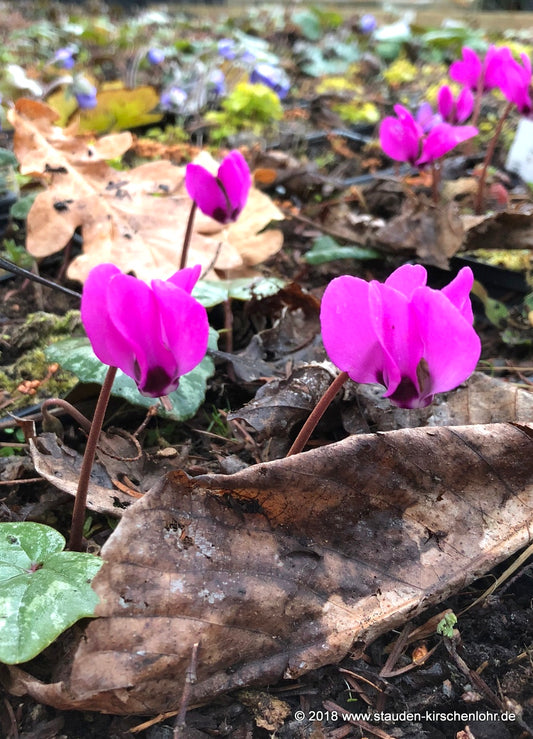 Cyclamen pseudibericum