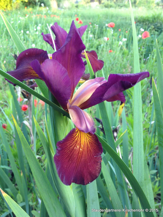 Iris spuria 'Countess Zeppelin'