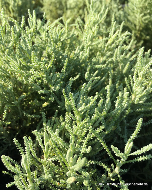 Santolina chamaecyparissus 'Lambrook Silver'