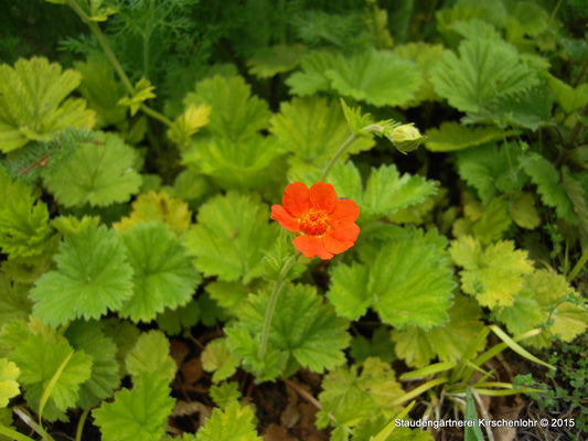 Geum 'Eos'