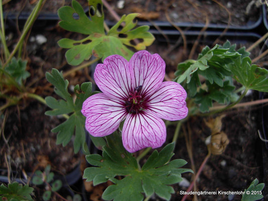 Geranium cinereum 'Ballerina'