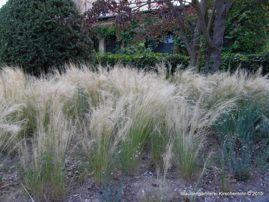 Nassella tenuissima 'Pony Tails' (Stipa)