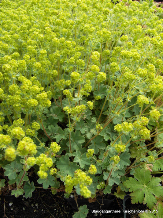 Alchemilla erythropoda