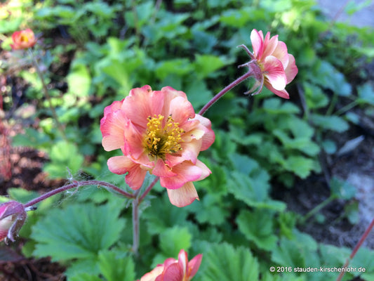 Geum 'Mango Lassi'