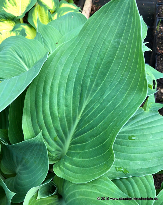 Hosta 'Herkules'