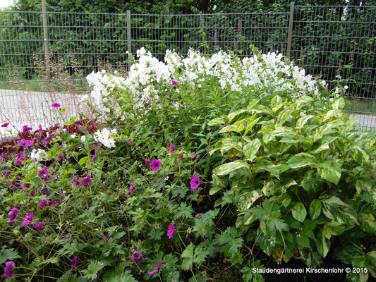 Persicaria filiformis 'Painters Palette'