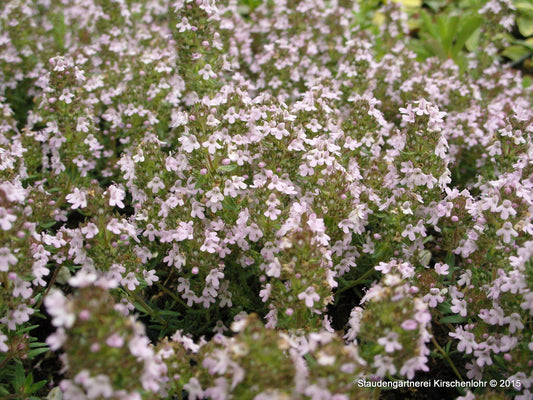 Thymus 'Duftkissen' ®