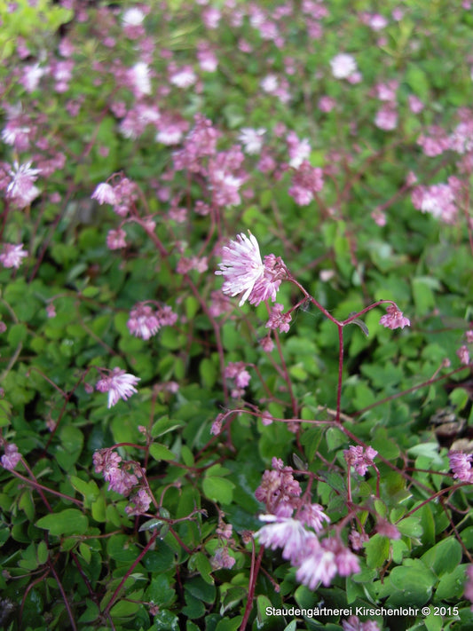 Thalictrum kiusianum