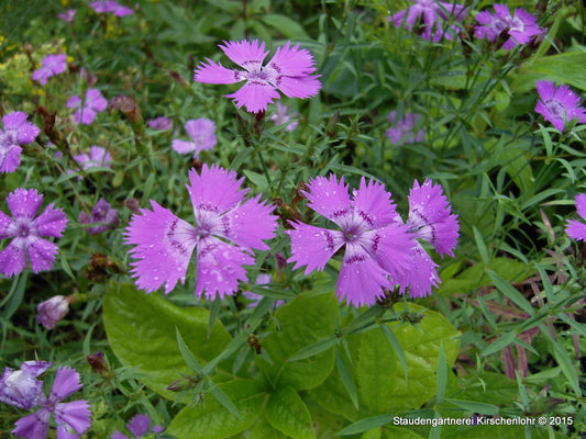 Dianthus amurensis
